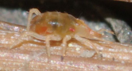 Bdellidae